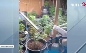 В поселке Новинка на участке местного жителя обнаружили 19 мешков конопли