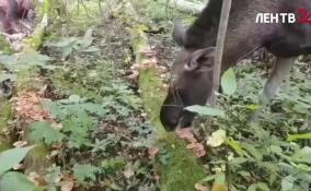 Сотрудники «Приюта Белоснежки» показали, как лось Маруся собирает грибы