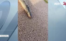 «Чудо-рыбу» выбросило на берег в Сосновом Бору