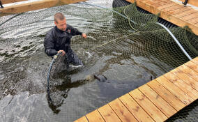 Ладожские каникулы окончены: нерпы Крошик и Шлиссик вернулись в центр реабилитации