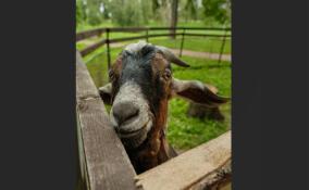 С 1 октября дворцовая ферма в Гатчине закроется на зимний период