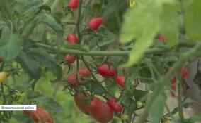 Проект «Ферма-Сосны» из Всеволожского района победил в конкурсе на развитие агротуризма