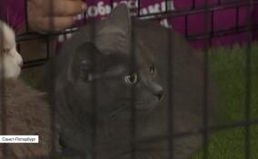 Благотворительный фестиваль в поддержку бездомных животных