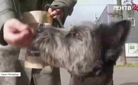 Фонд поддержки предпринимательства Ленобласти помогает создавать новые бренды. Один из примеров — бренд «АГА, ПСЫ»: производство лакомств для собак