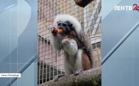 22 сентября отмечается Международный день тамарина