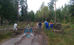 Спасатели убрали деревья, упавшие на дорогу в Приозерском районе