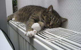 В Тихвинском районе периодическое протапливание начнется уже в среду