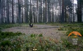 Во Всеволожском районе глухари устроили драку из-за камней