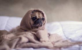 Отопительный сезон в Сосновом Бору начнется 24 сентября