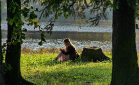 Ветер повалил 19 деревьев в зеленых насаждениях Петербурга