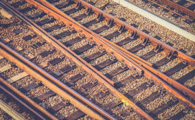 На перегоне Саблино – Колпино поезд сбил лося