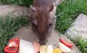 В Ленинградском зоопарке паку Гринхарта порадовали вкусными угощениями