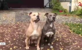 Владельцам собак могут запретить появляться с питомцами в магазинах, кафе и ресторанах