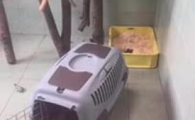 В Ленинградском зоопарке капский даман Сеня вернулся в зимний домик