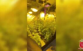 Петербуржец устроил наркоферму на своем участке в Глядино