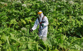 Главу Коськовского поселения оштрафовали за неубранный борщевик