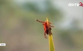 Жители Ленобласти продолжают жаловаться на укусы клещей