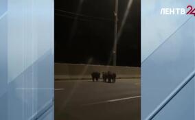 Животные едва не стали причиной сразу нескольких серьезных ДТП в Ленобласти