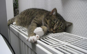 Тепло подали в 75% социальных учреждений Ленобласти