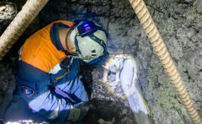 16 лет во благо животных: организация «Кошкиспас» отмечает день рождения