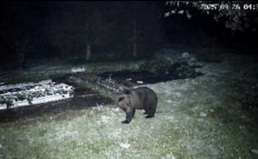Медведь вышел к деревне Рыбежно в Волховском районе