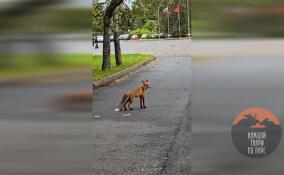 Рыжая плутовка попала в объектив камеры в Сестрорецке