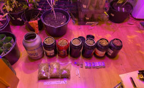 Житель Всеволожска устроил дома наркоплантацию