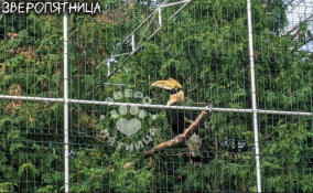 Из Ленинградского зоопарка сбежала птица-носорог