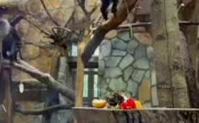 В Ленинградском зоопарке рассказали, сколько угощений для его обитателей собрали горожане