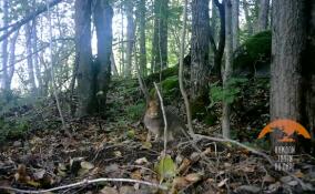 В Ленобласти зайцы-беляки вскоре сменят летний гардероб на зимний