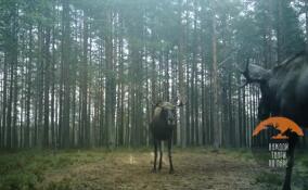 В Ленобласти с похолоданием лоси активизировались в любовных делах