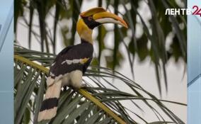 В Петербурге продолжают искать сбежавшую из Ленинградского зоопарка птицу-носорога