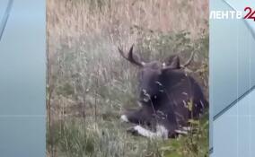 В Токсово на территории УТЦ «Кавголово» находится лось с серьезной травмой ноги