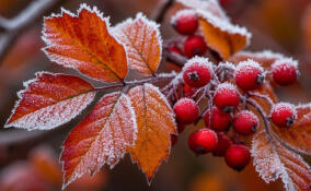 Холодный ноябрь в СЗФО прогнозируют синоптики