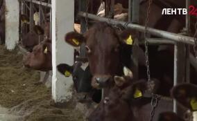 Развитие агропромышленного комплекса Ленобласти до 2030 года обсудили в Петербурге