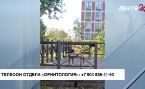 Ленинградский зоопарк продолжает разыскивать птицу-носорога