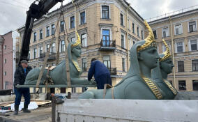 Сфинксы Египетского моста в Петербурге уехали на реставрацию