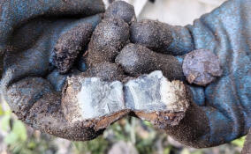 У поселка Вырица из земли подняли останки семи красноармейцев