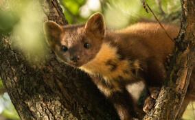 Родственница росомахи наведалась в Петербург в поисках еды