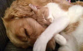 В День защиты животных в Ленобласти пройдет сбор кормов для приютов