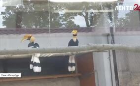 Калао Шанти поймали