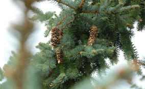 В Приозерском районе стартовала масштабная лесовосстановительная акция