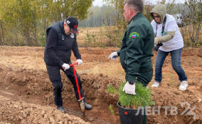 Ленобласть присоединилась к Всероссийской акции «Сохраним лес»