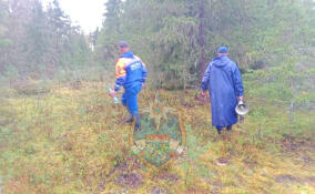 Спасатели вывели из леса в Подпорожском районе заплутавшую женщину