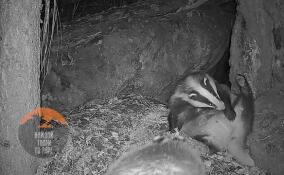 В Приозерском районе барсучиха взялась за утренние процедуры после напряженной ночной работы