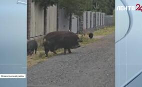 Жители Петербурга и Ленобласти всё чаще жалуются на гостей из леса