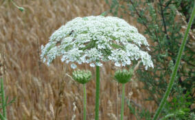 За состоянием земель в Ленобласти будут следить муниципальные службы контроля