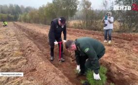 В Сосновском питомнике прошла акция «Сохраним лес»