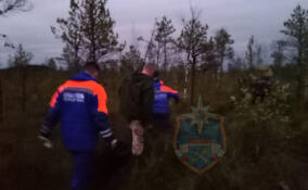 Заплутавшего в лесу под Лугой мужчину нашли мертвым