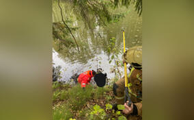 В водоеме в Сертолово нашли труп